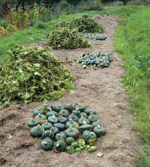 Post-harvest view: Except for the quack grass invading from the edges, this mulch could be left in place for next year's crop, perhaps cabbage.